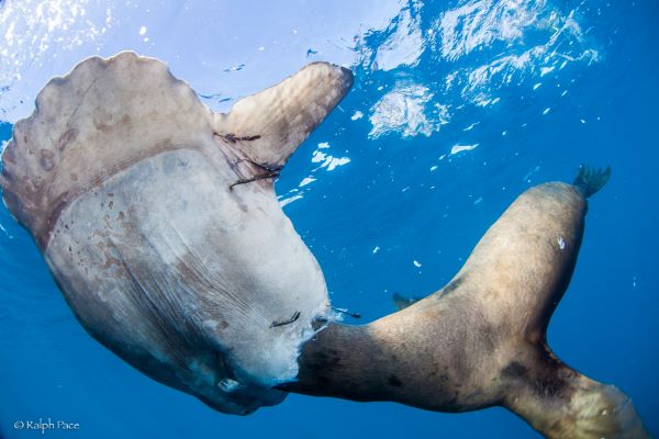 Sabías que…?  El pez luna&hellip;