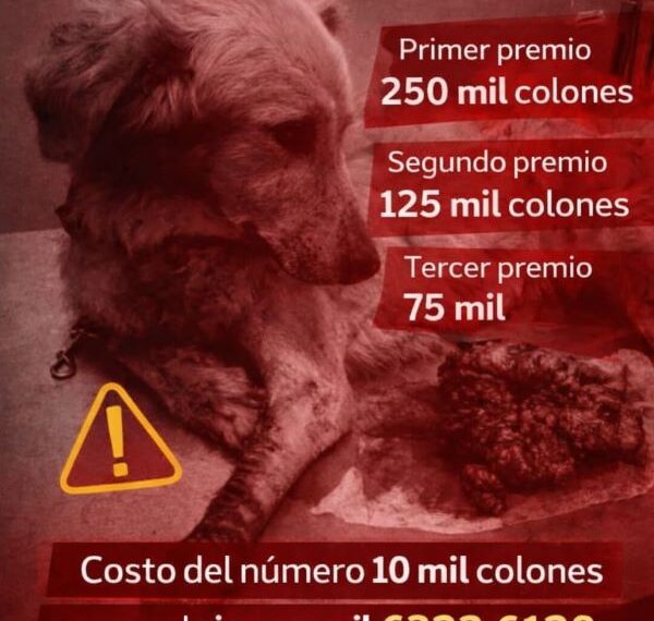 Ángeles de cuatro patitas necesitan nuestra ayuda: Fundación Nórdicos lanza rifa solidaria para salvar a cachorro atropellado