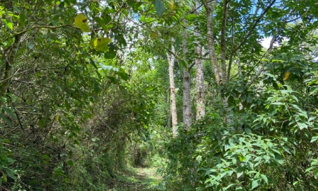 Proyecto en Mata de Plátano logra capturar hasta cinco veces más carbono del que genera una empresa tecnológica
