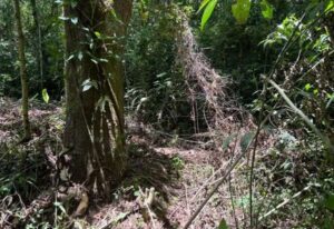 Hallazgo de cuerpo en Goicoechea: hombre presentaba golpes y estaba semidesnudo